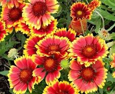 Blanket flower seeds