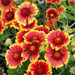 Blanket flower seeds