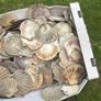 Flat sea shells Image 3