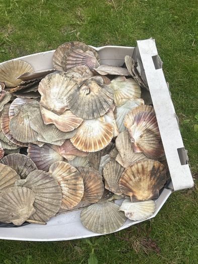Flat sea shells