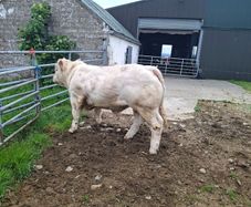 Pedigree Charolais Bull 5 Stars