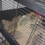 Jumbo Quail Image 3