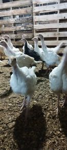 Growing turkeys bronze and white