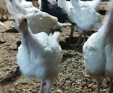 Growing turkeys bronze and white