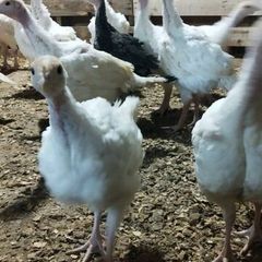 Growing turkeys bronze and white