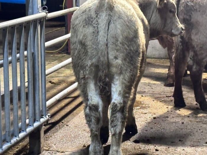 9 top quality suckler bred bull Weanlings for sale