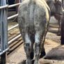 9 top quality suckler bred bull Weanlings for sale Image 6
