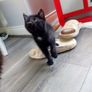 Kittens Image 7
