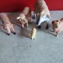 Lot Of 5 Cheaps Miniature Small Hard Plastic Farm Animals Toys. Image 2