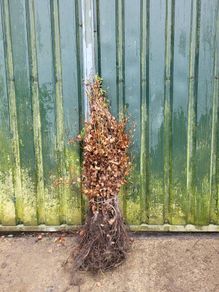 beech hedging