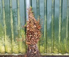 beech hedging