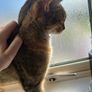 cat Image 5