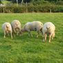 Dutch Spotted Hoggett Rams Image 8