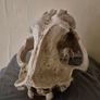 1/1 resin copy of a saber tooth cat skull. Image 4