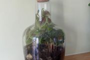 Large Closed Terrarium / Bottle Garden