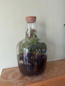 Large Closed Terrarium / Bottle Garden
