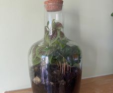 Large Closed Terrarium / Bottle Garden