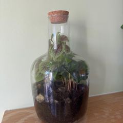 Large Closed Terrarium / Bottle Garden