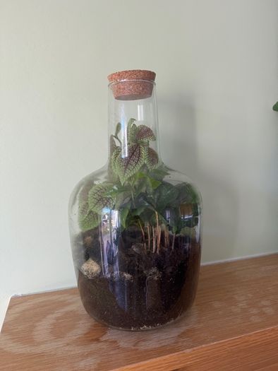 Large Closed Terrarium / Bottle Garden