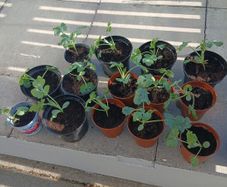 Brazilian Watermelon Plant