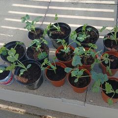 Brazilian Watermelon Plant