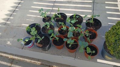 Brazilian Watermelon Plant