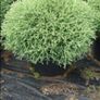 Thuja Occidentalis Mr. Bowling Ball plant Image 3