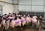 Suffolk X Hoggets  (organic)