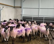 Suffolk X Hoggets  (organic)