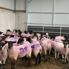 Suffolk X Hoggets  (organic)