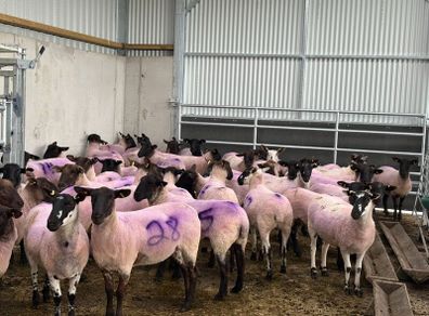 Suffolk X Hoggets  (organic)