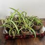 Spider plant pups house plant Image 2