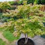 Maple Tree Image 4
