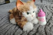 Soft Toy - Ginger Cat
