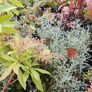 Flowering Shrubs, Garden Plants Image 3