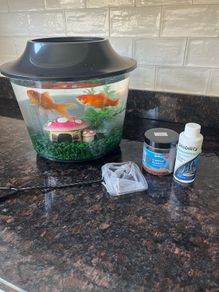 Free goldfish