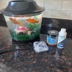 Free goldfish