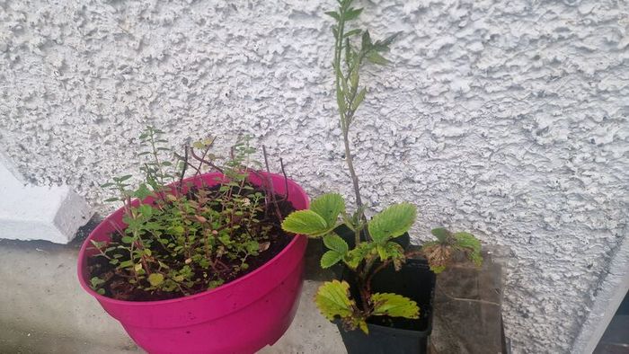 oregano
