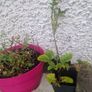 oregano Image 3