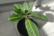 Plant