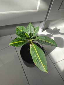 Plant