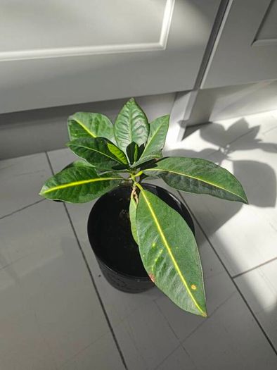 Plant