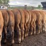 22 charlaois and limousine heifers 315kg Image 10