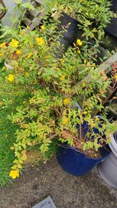 Hypericum (St. John's wort) plant