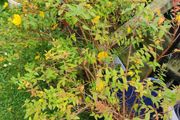 Hypericum (St. John's wort) plant