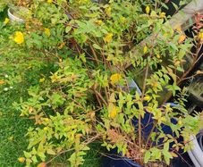 Hypericum (St. John's wort) plant