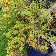 Hypericum (St. John's wort) plant