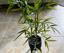 artificial plant