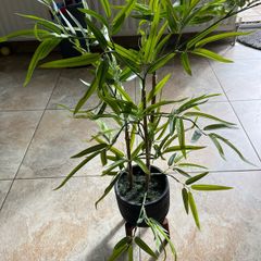 artificial plant