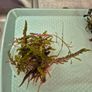 aquarium plants Image 5